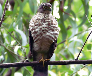 Харцгай (Шунгаач харцага, Шунгаач харцгай)